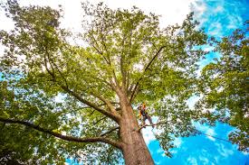 Trusted West Hills, NY Tree Services Experts